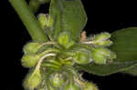 Zigzag spiderwort
